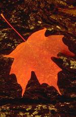 Autumn leaf, harrisburg PA